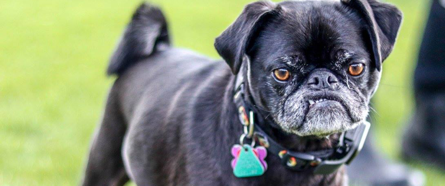 Powder Hounds Professional Dog Walking in Jackson Hole