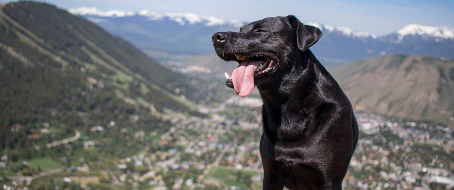 Powder Hounds Professional Dog Walking in Jackson Hole