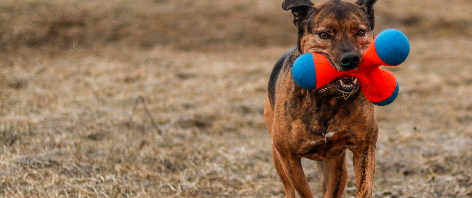 Powder Hounds Professional Dog Walking in Jackson Hole