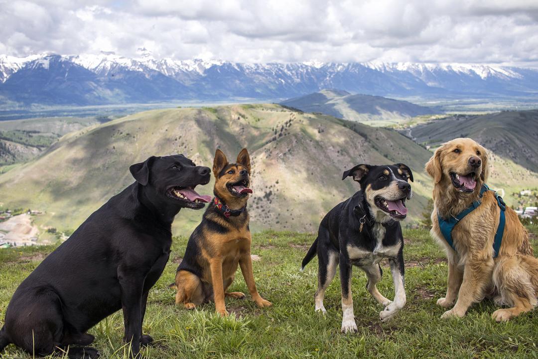 Hiking dogs